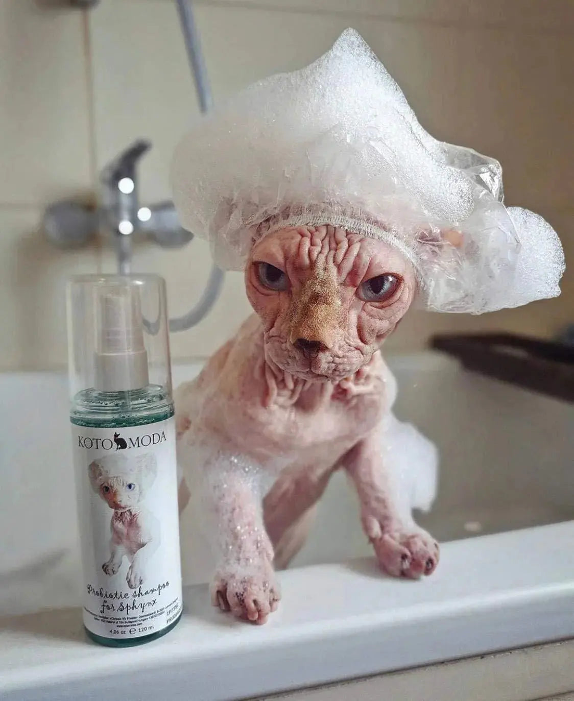 Probiotic Shampoo for Sphynx Cats 8.45 Fl Oz 250 Ml Healing of Wounds