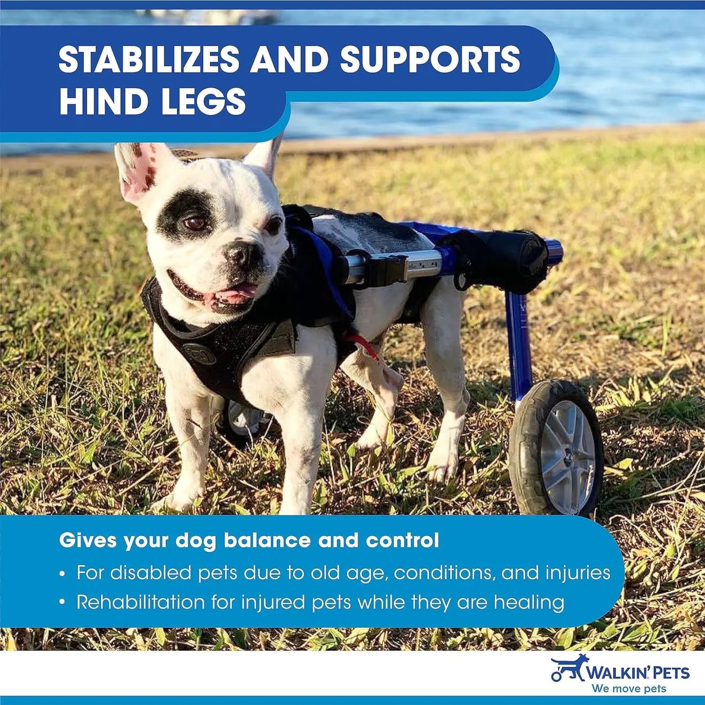 Dog Wheelchair - for Medium Dogs 26-49 Lbs - Veterinarian Approved - Dog Wheelchair for Back Legs