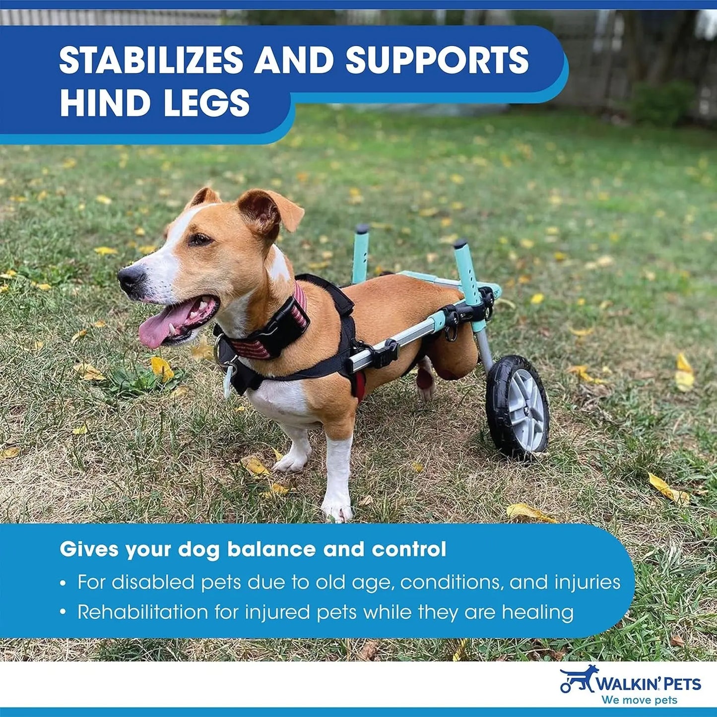 Dachshund Wheelchair - for Small Dogs 2-30+ Pounds - Veterinarian Approved - Dog Wheelchair for Back Legs