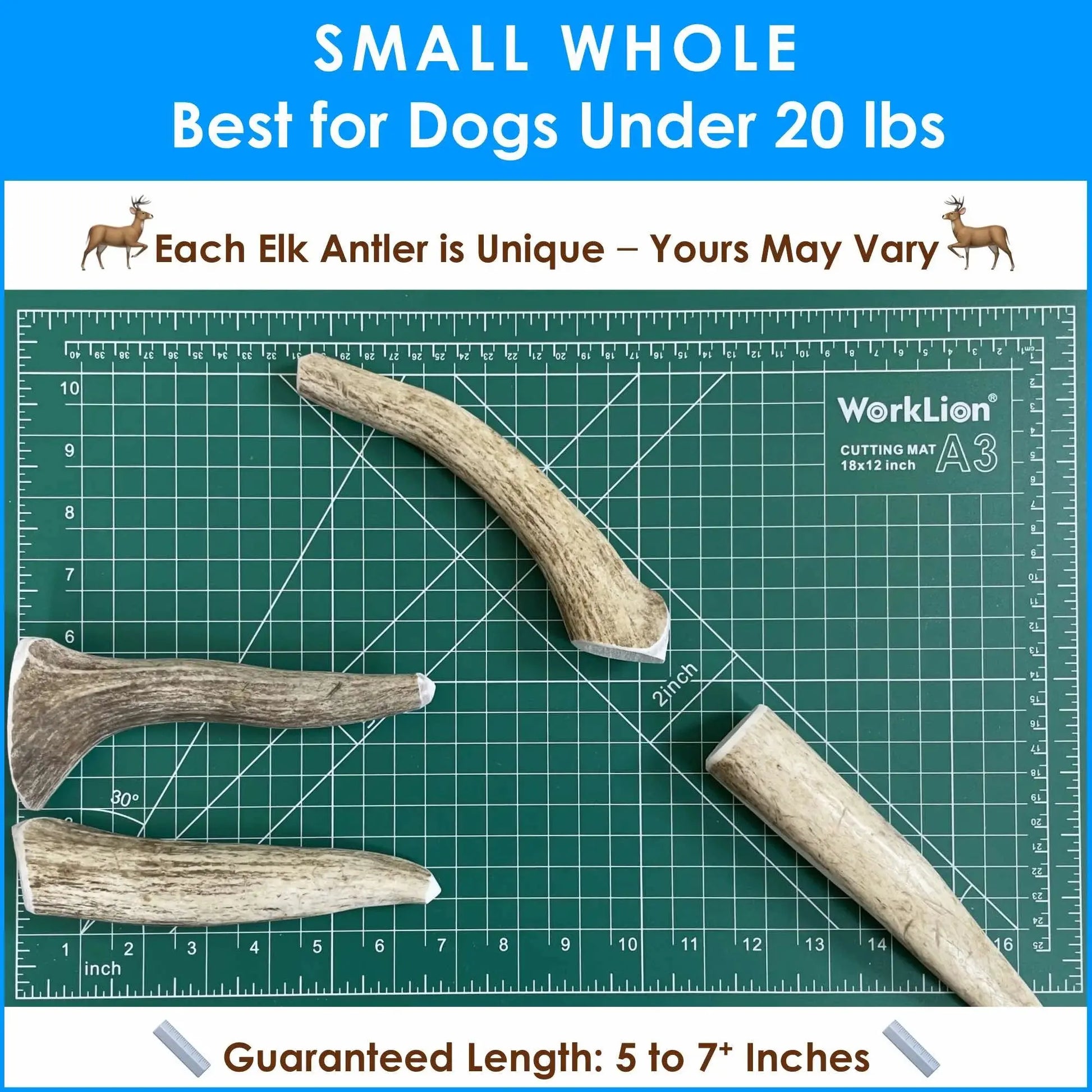 6-Pack Small Whole Elk Antler Dog Chews, Natural Long-Lasting Chew Treat for Small Dogs