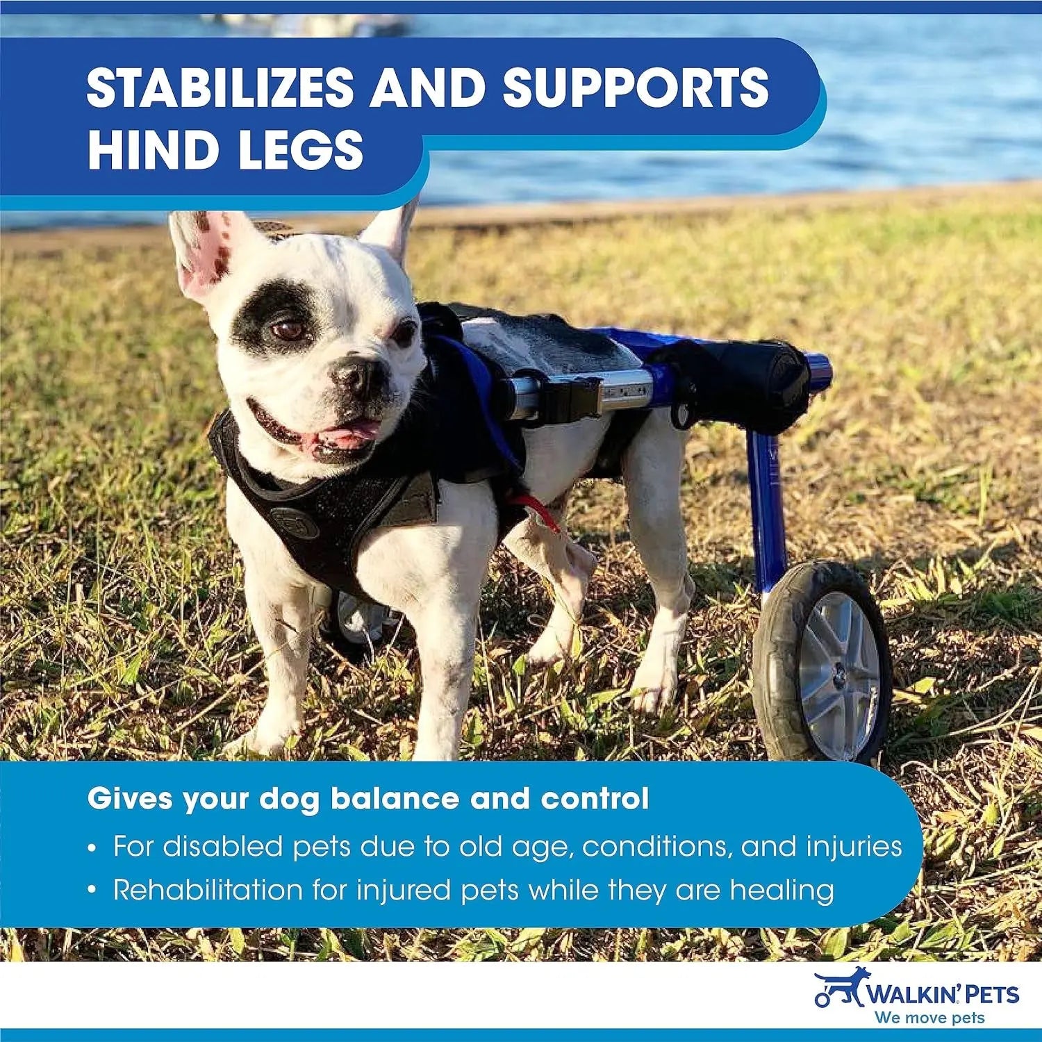 Dog Wheelchair - for Medium Dogs 26-49 Lbs - Veterinarian Approved - Dog Wheelchair for Back Legs