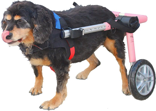 Dog Wheelchair - for Medium Dogs 26-49 Lbs - Veterinarian Approved - Dog Wheelchair for Back Legs