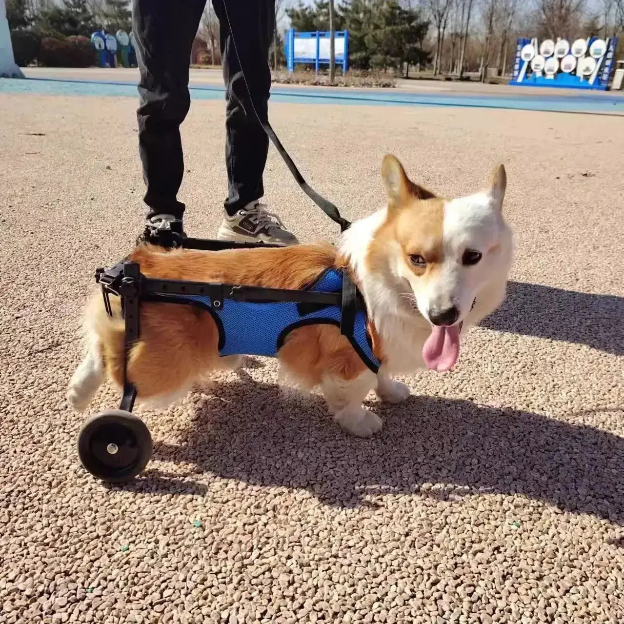 Pet Trolley Adjustable Hind Leg Disabled Pet Dog Mobility Aid Light Rehabilitation Legs Pet Wheelchair Walk Trolley Tools