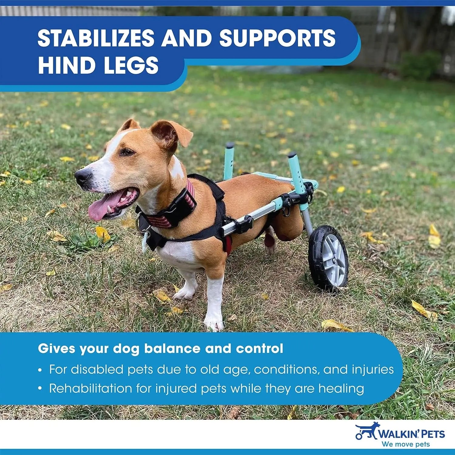 Dachshund Wheelchair - for Small Dogs 2-30+ Pounds - Veterinarian Approved - Dog Wheelchair for Back Legs