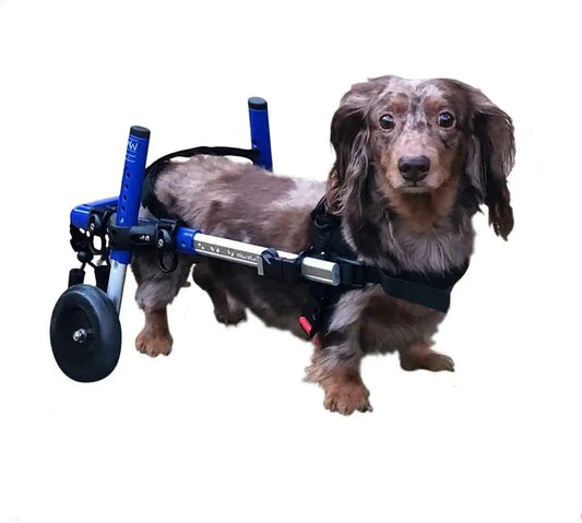 Dachshund Wheelchair - for Small Dogs 2-30+ Pounds - Veterinarian Approved - Dog Wheelchair for Back Legs