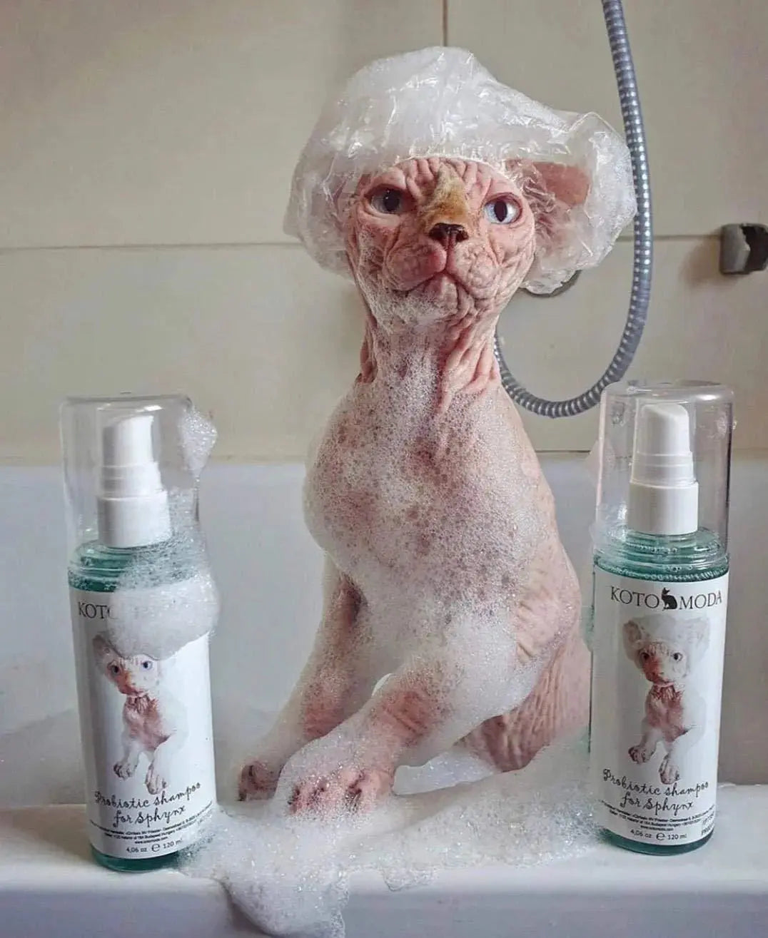 Probiotic Shampoo for Sphynx Cats 8.45 Fl Oz 250 Ml Healing of Wounds